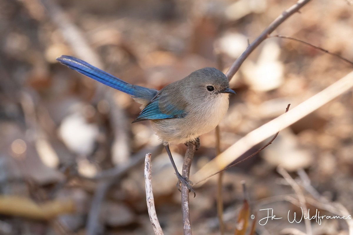 Splendid Fairywren - JK Malkoha