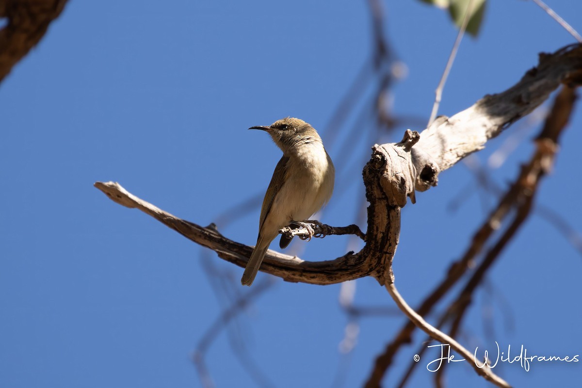 Brown Honeyeater - ML618134773