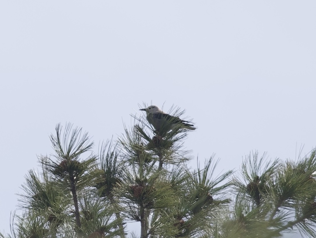 Clark's Nutcracker - Robert Carter