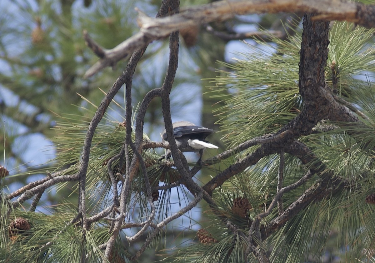 Clark's Nutcracker - Robert Carter