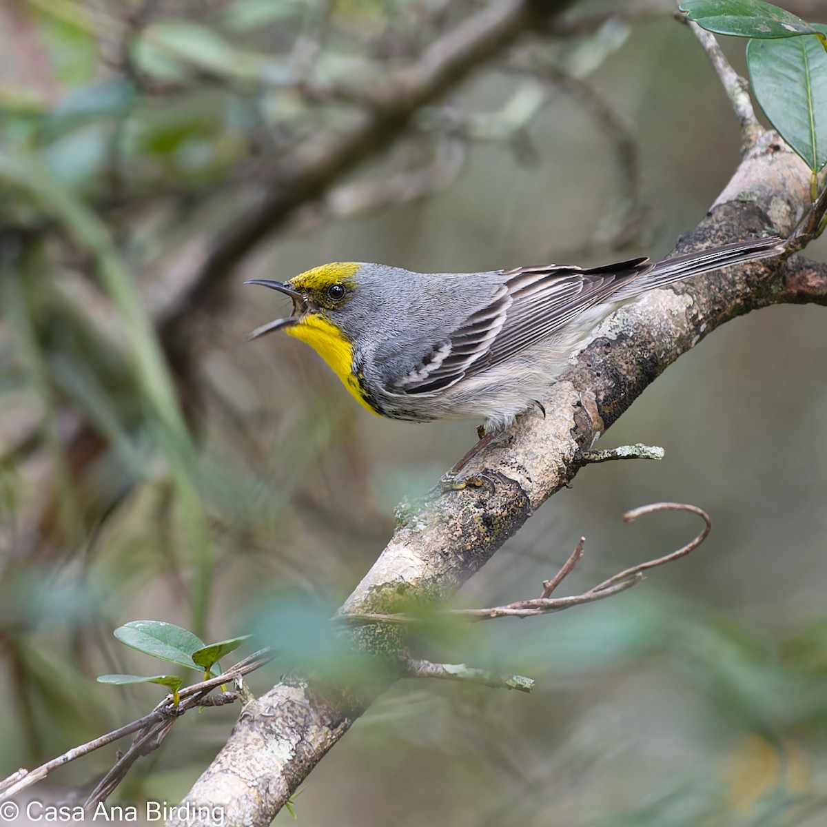 Olive-capped Warbler - ML618134832