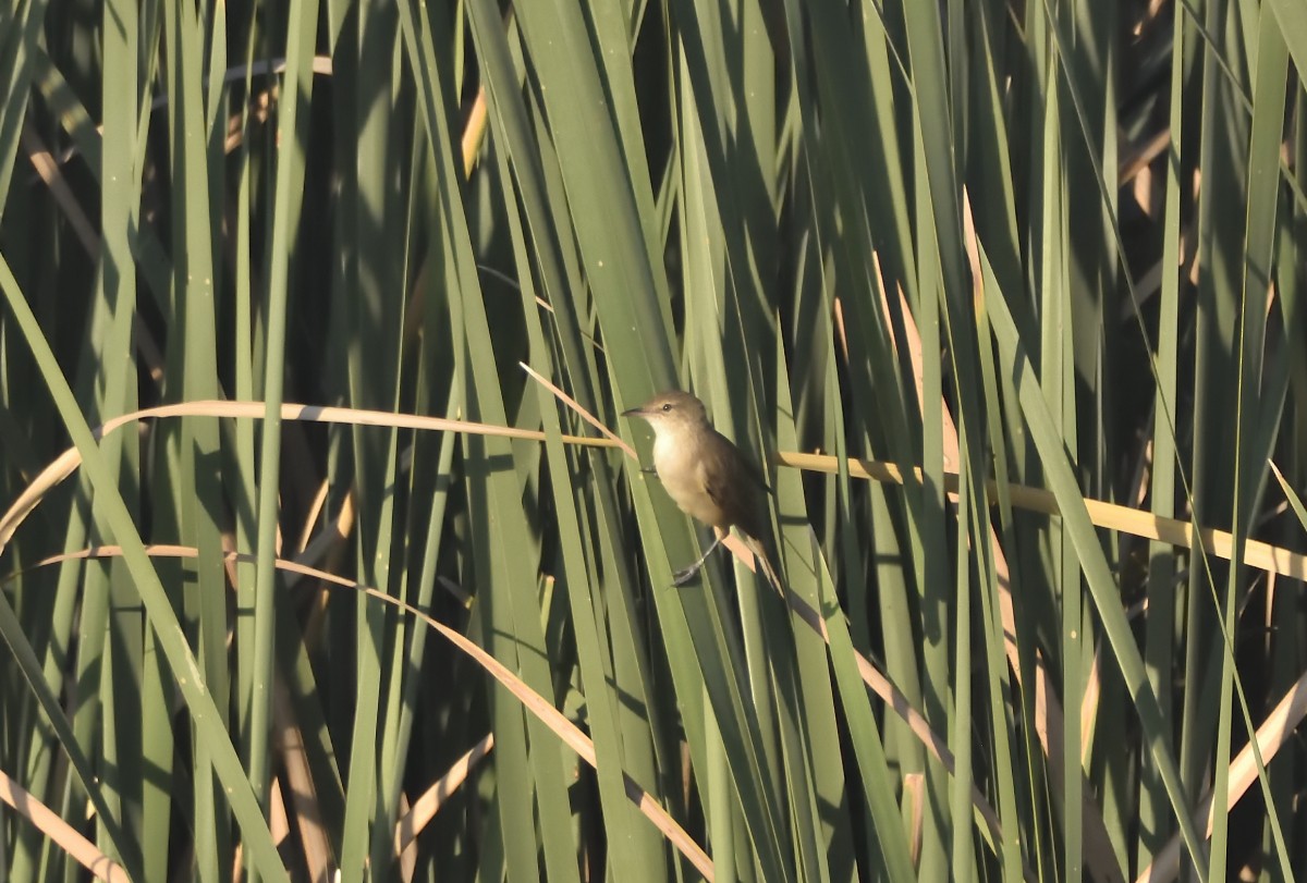 Australian Reed Warbler - Anthony Katon