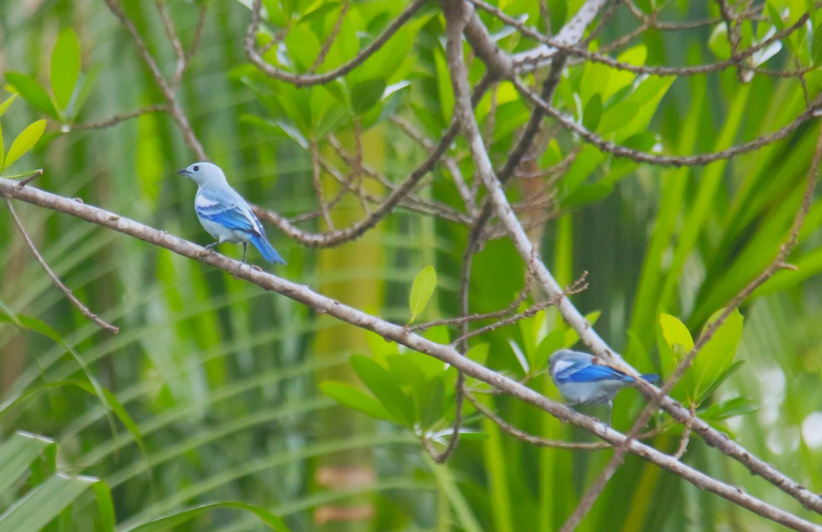 Blue-gray Tanager - Laurel Ironside