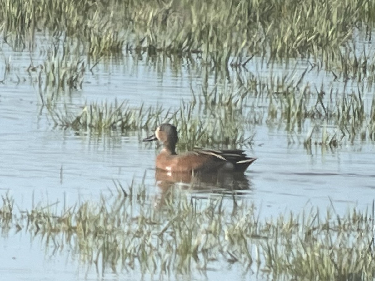 Blue-winged x Cinnamon Teal (hybrid) - Kenny Frisch