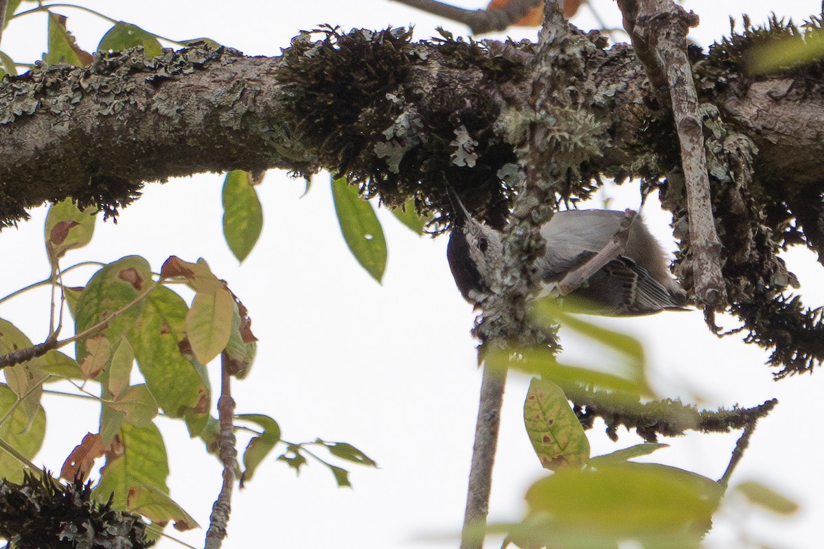 White-breasted Nuthatch - Grace Oliver