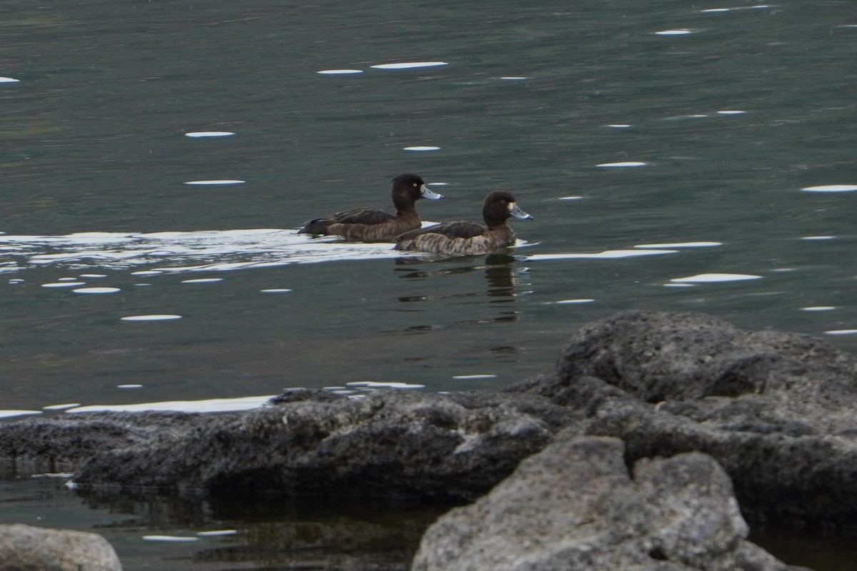 Tufted Duck - ML618134898