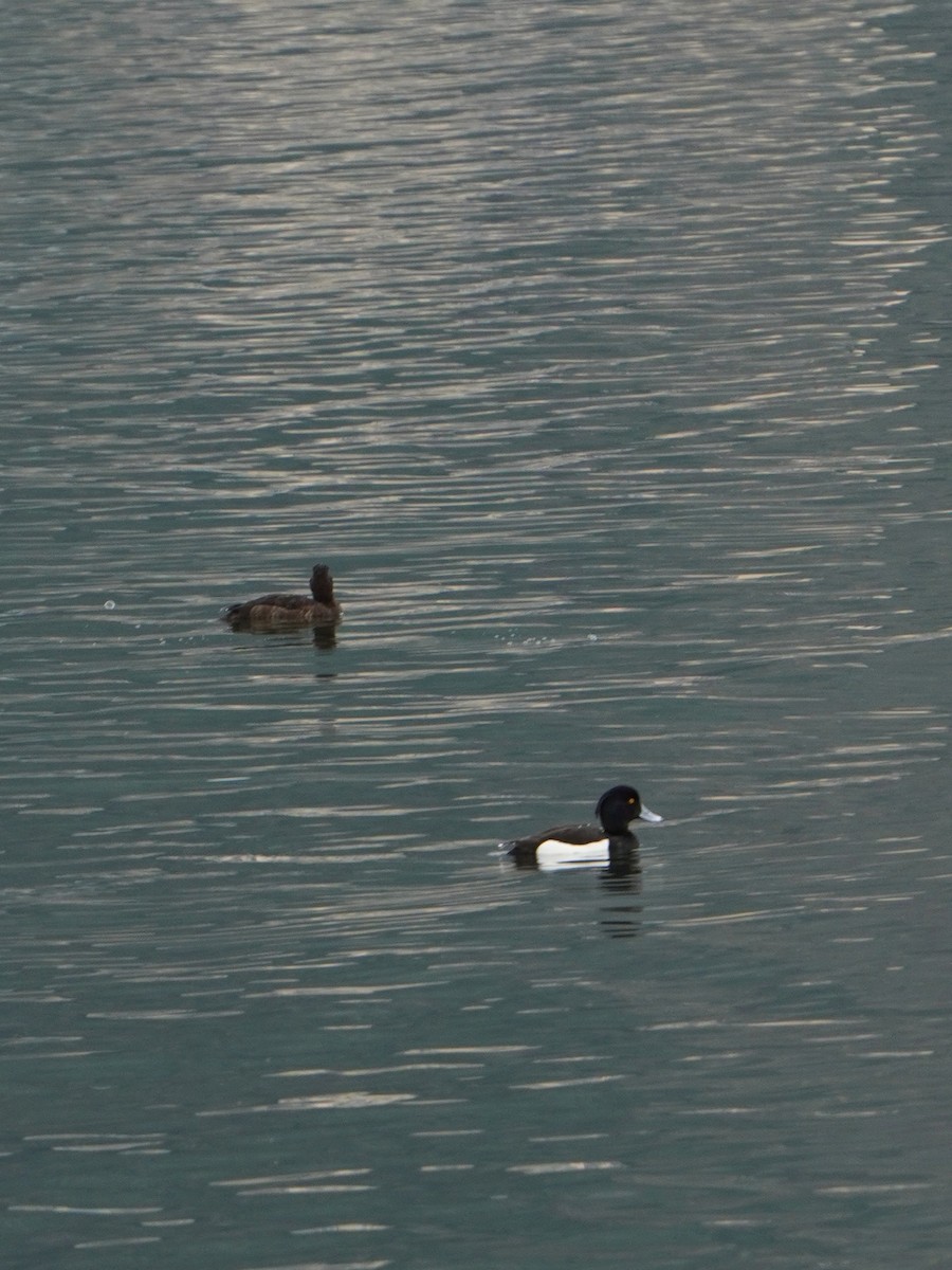 Tufted Duck - ML618134899