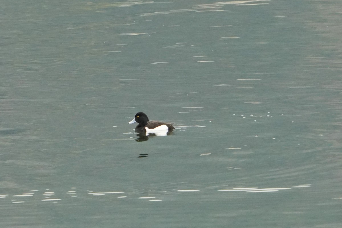 Tufted Duck - ML618134900