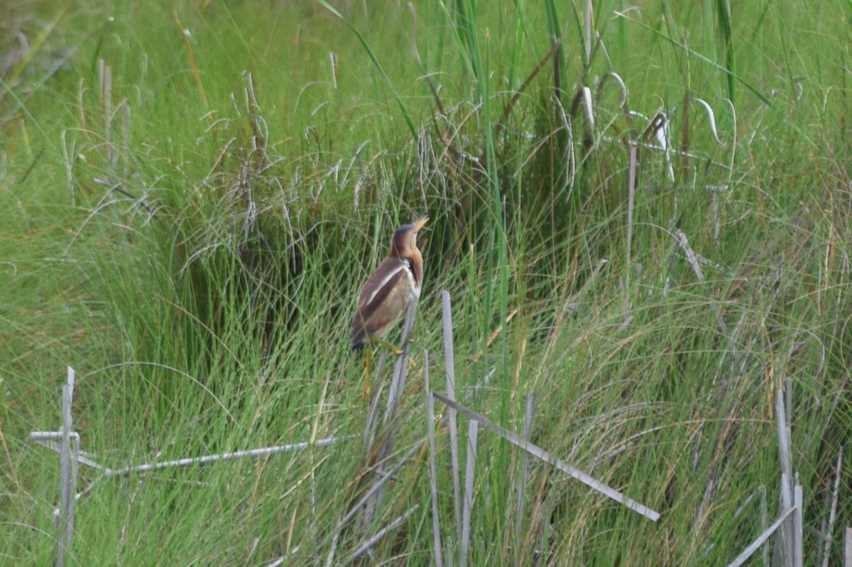 Least Bittern - Andy Hudson