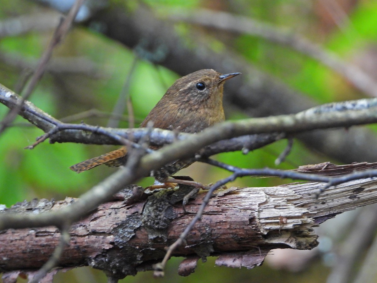 Pacific Wren - ML618134937