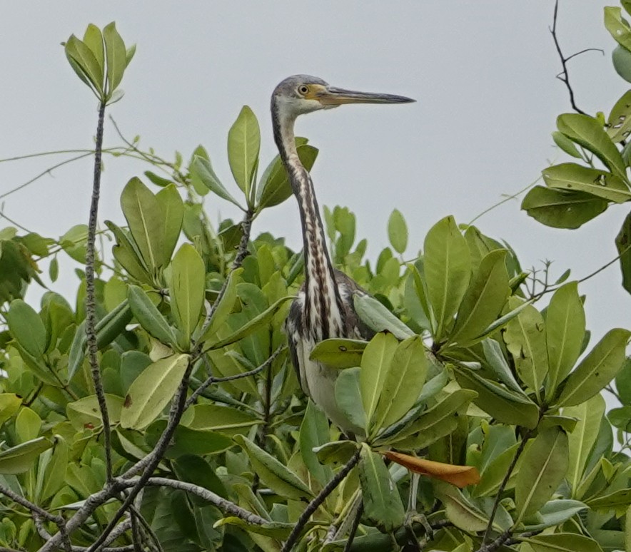 Tricolored Heron - Porfi Correa