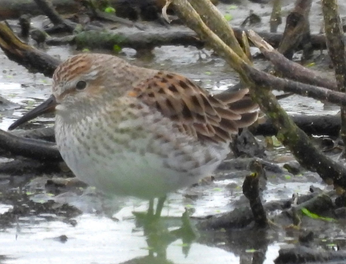 White-rumped Sandpiper - Paul McKenzie