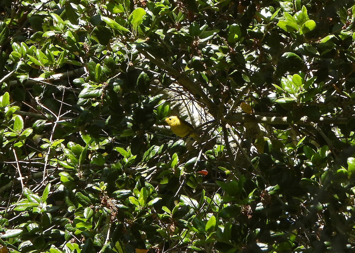 Wilson's Warbler - ML618134987