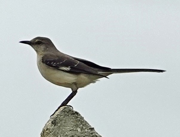 Northern Mockingbird - Porfi Correa