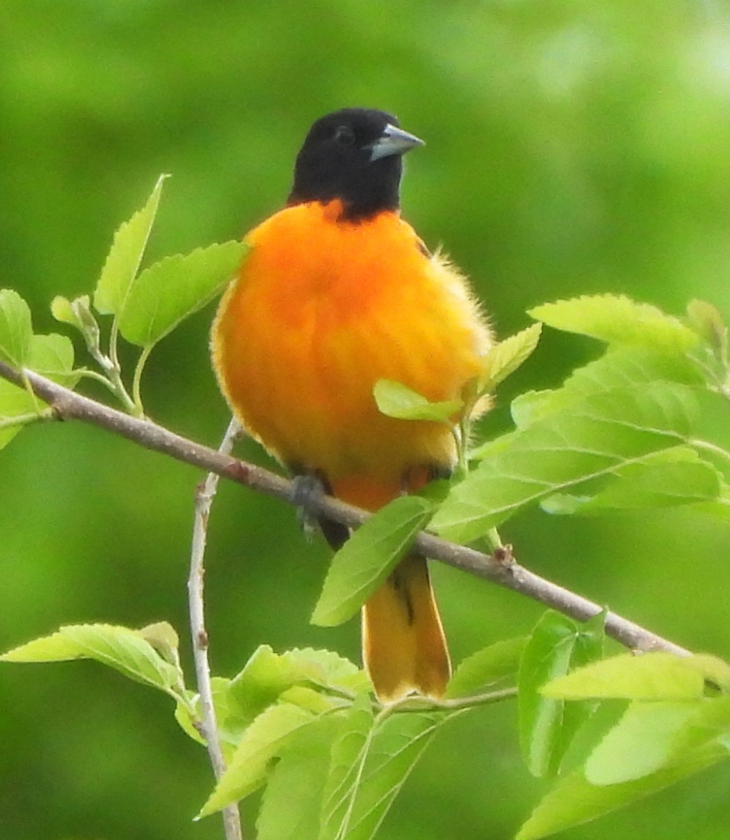 Baltimore Oriole - Paul McKenzie