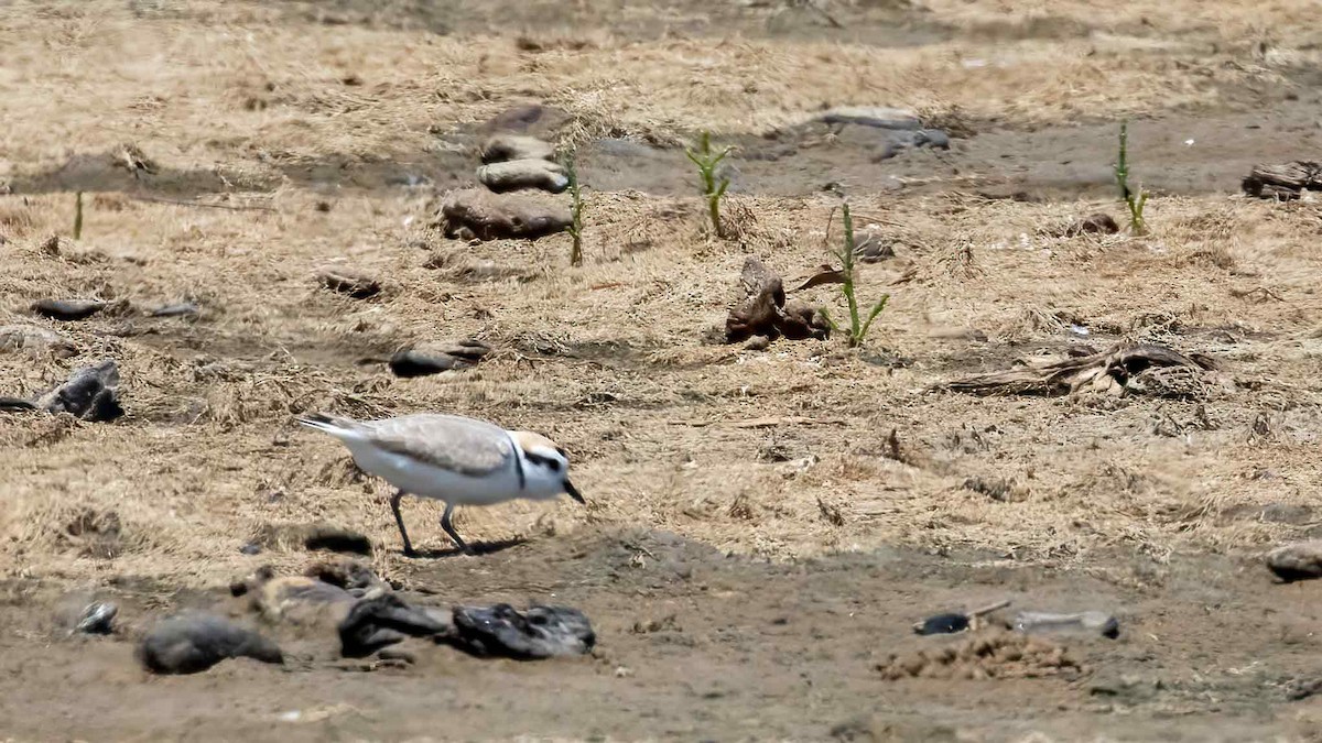 Snowy Plover - Ivar Husa