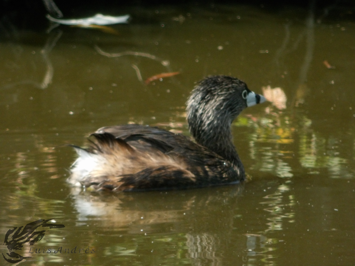 Pied-billed Grebe - Luis Cuevas Romero