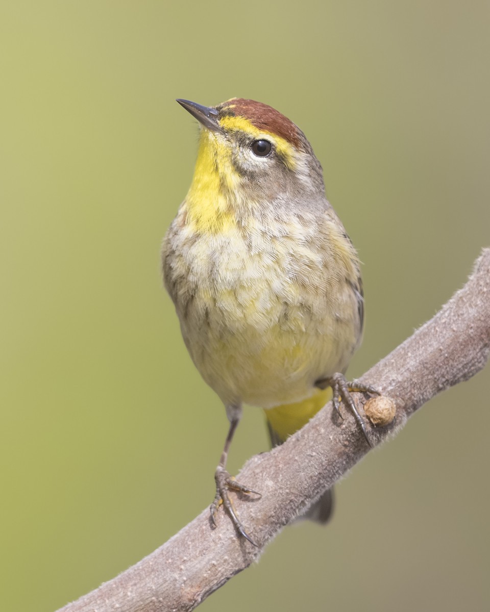 Palm Warbler - Ryan Yann