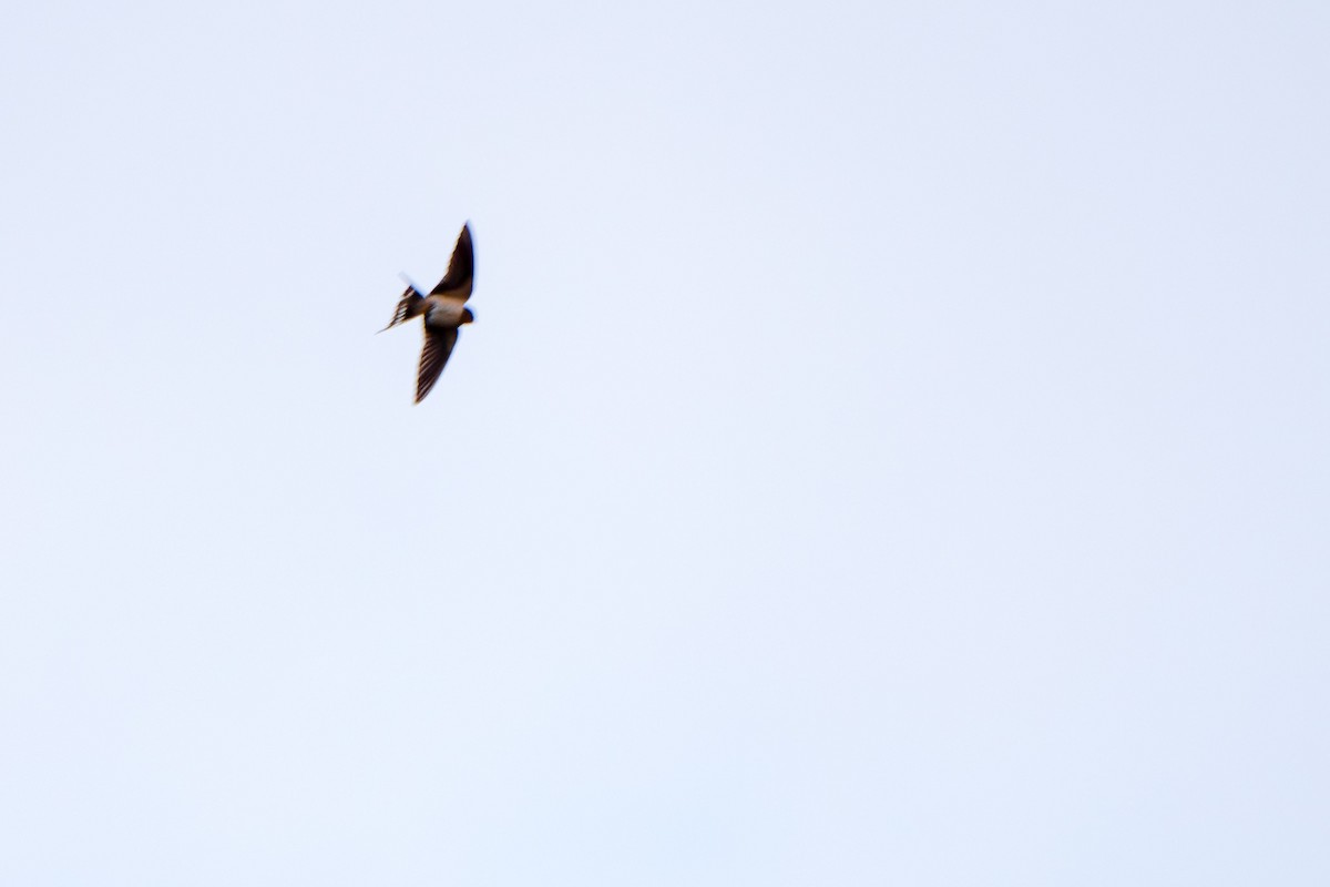 Barn Swallow - Grace Oliver