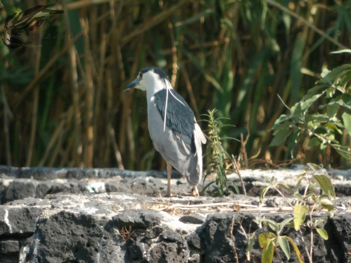 Black-crowned Night Heron - Luis Cuevas Romero