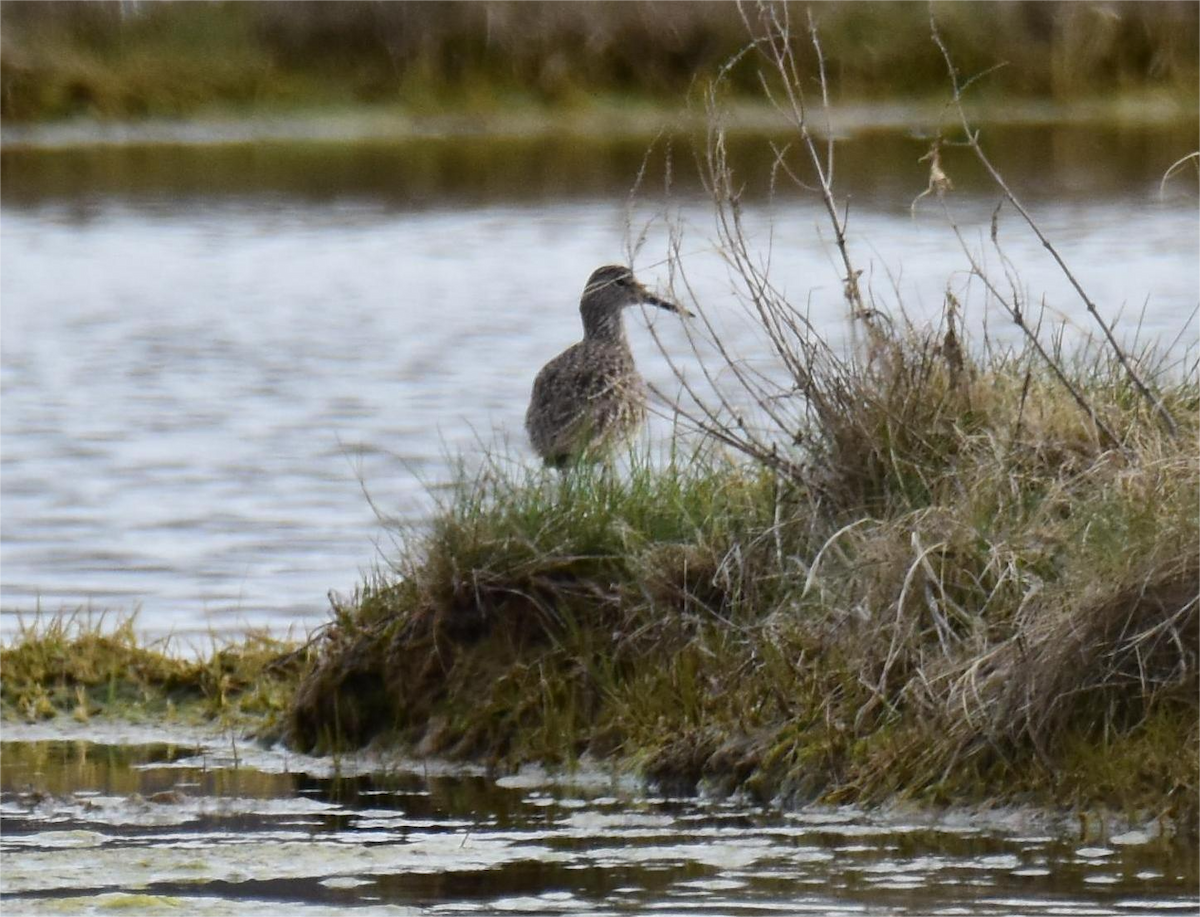 Willet - ML618135070