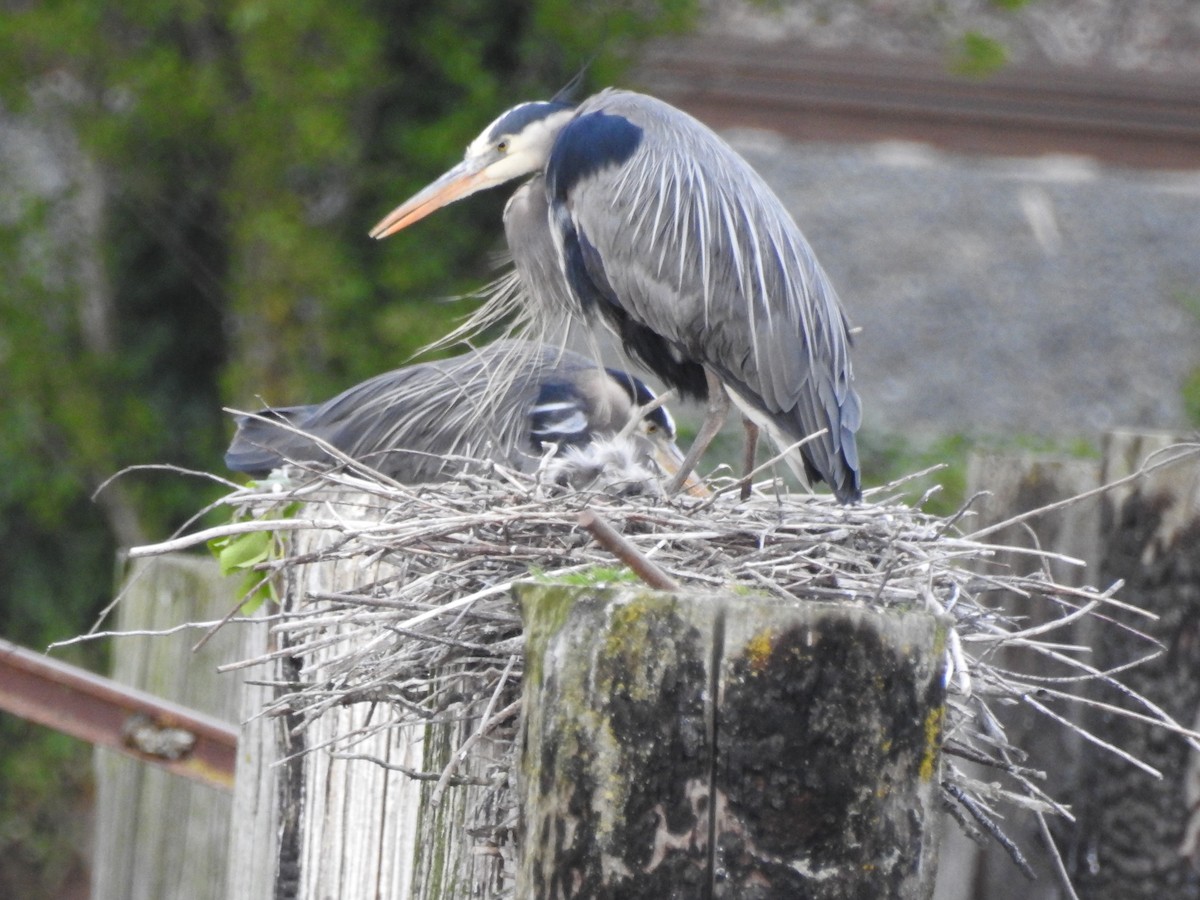 Great Blue Heron - Patrick Gearin