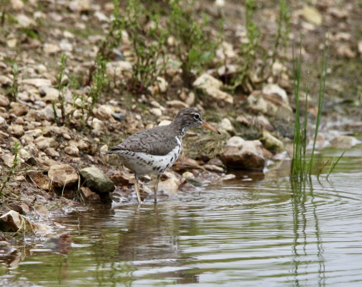 Spotted Sandpiper - ML618135076