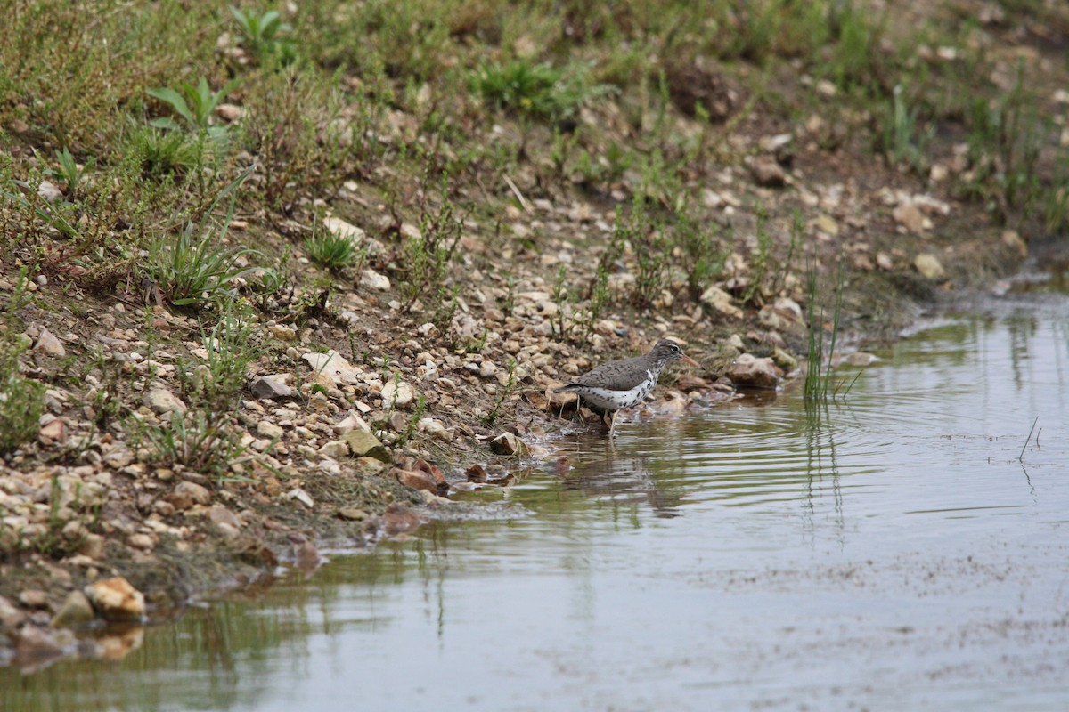 Spotted Sandpiper - ML618135078