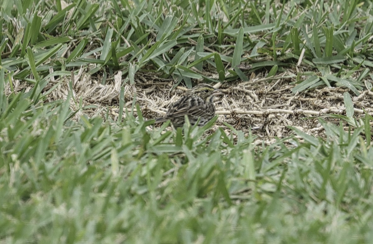 Savannah Sparrow - Douglas Hall