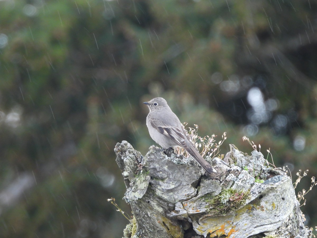 Townsend's Solitaire - Mark Stevens