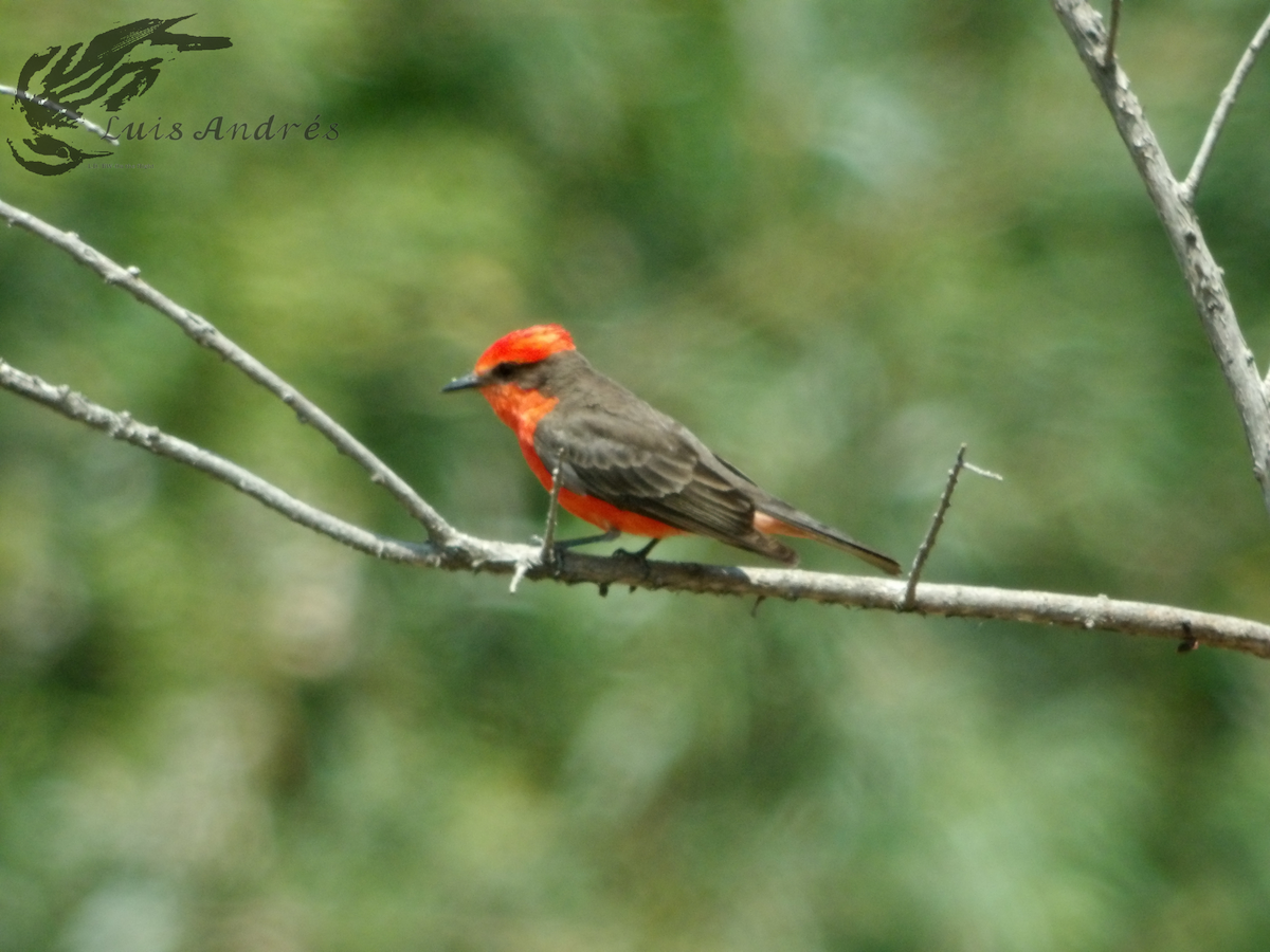 Vermilion Flycatcher - Luis Cuevas Romero