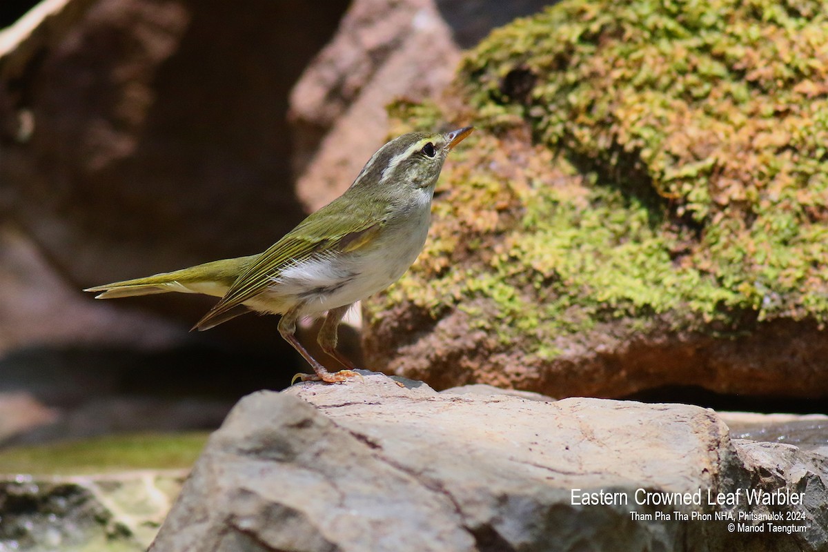 Eastern Crowned Warbler - Manod Taengtum