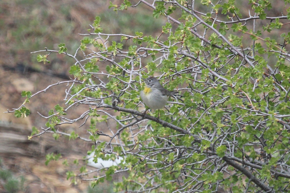 Virginia's Warbler - Connor Thomas