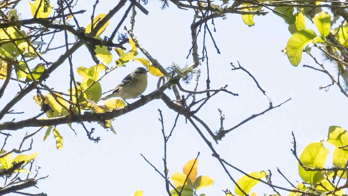 Cerulean Warbler - Ivar Husa