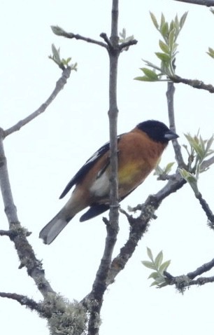 Black-headed Grosbeak - Chris Whetstine