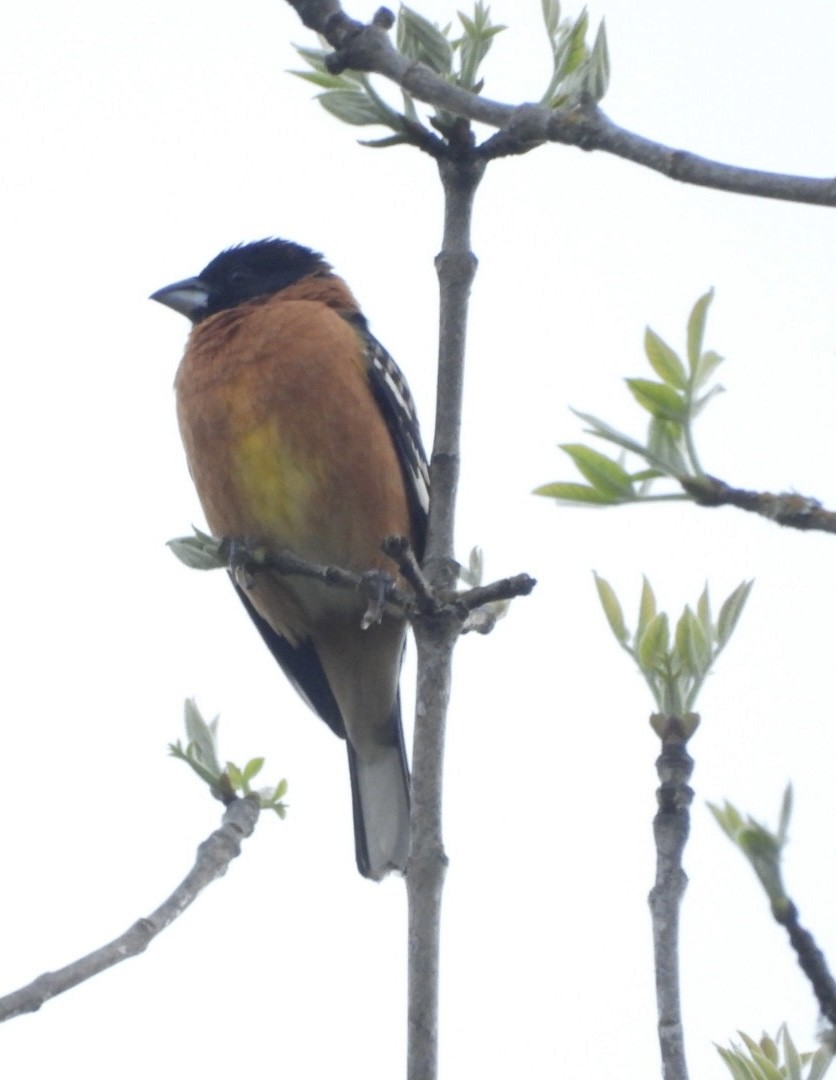 Black-headed Grosbeak - Chris Whetstine