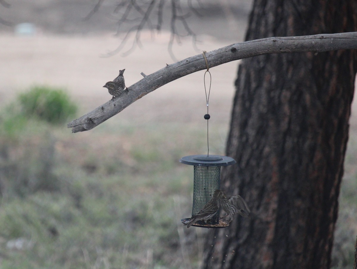 Cassin's Finch - Connor Thomas