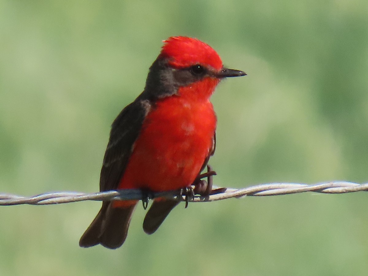 Vermilion Flycatcher - Brad Banner