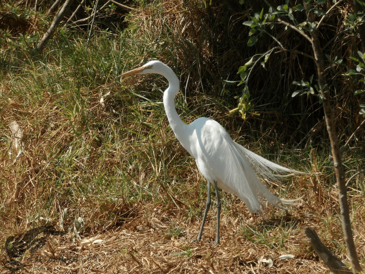 Great Egret - Luis Cuevas Romero