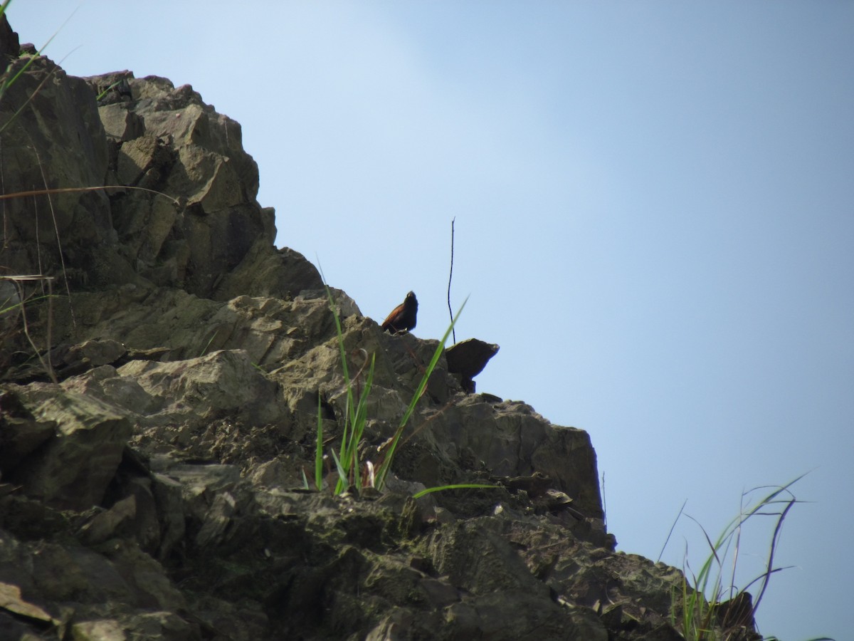 Crested Bunting - ML618135231