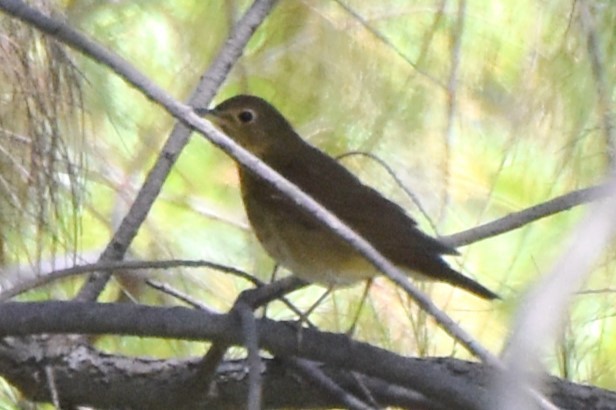 Swainson's Thrush - Davis Provan