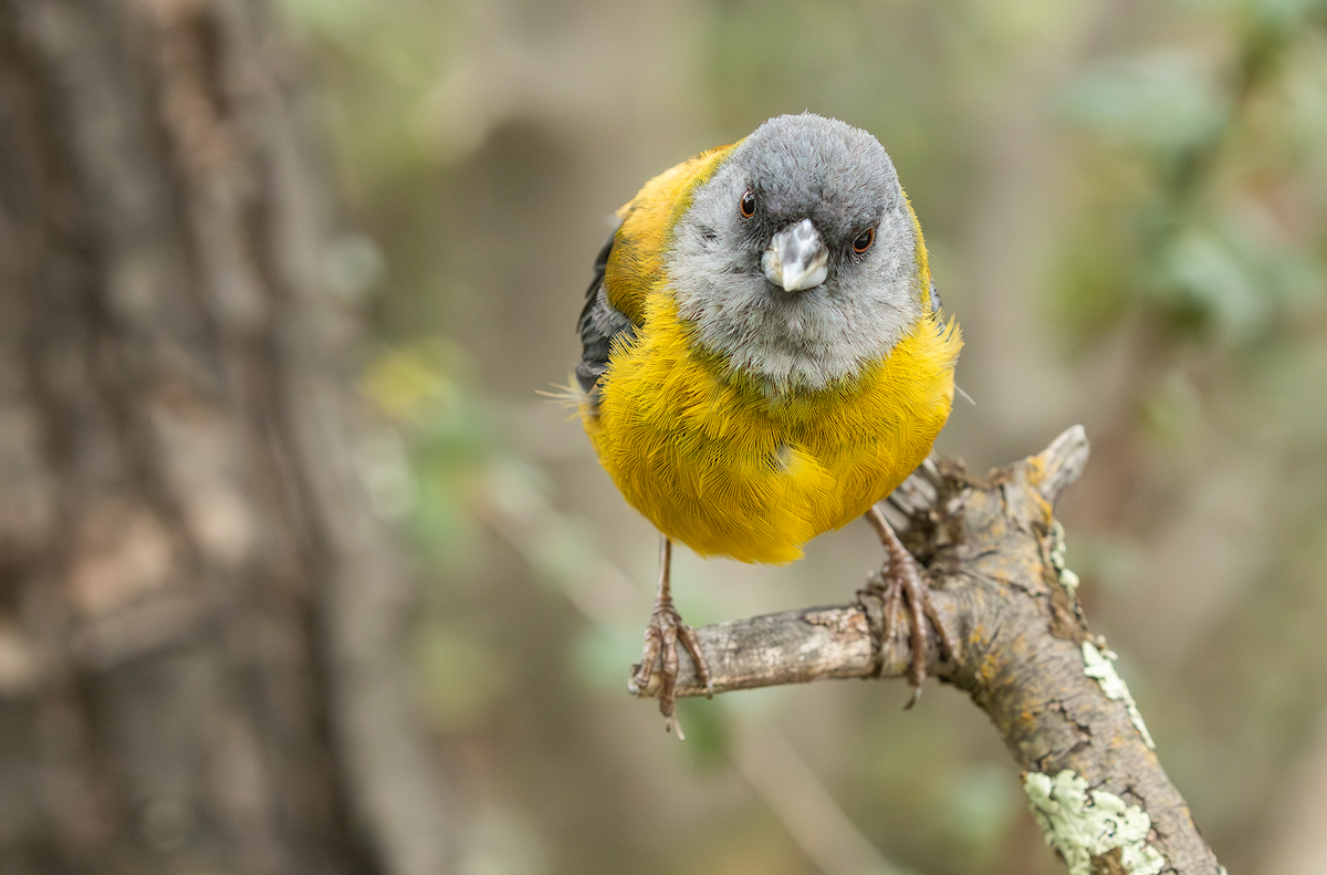 Patagonian Sierra Finch - Ernst Mutchnick