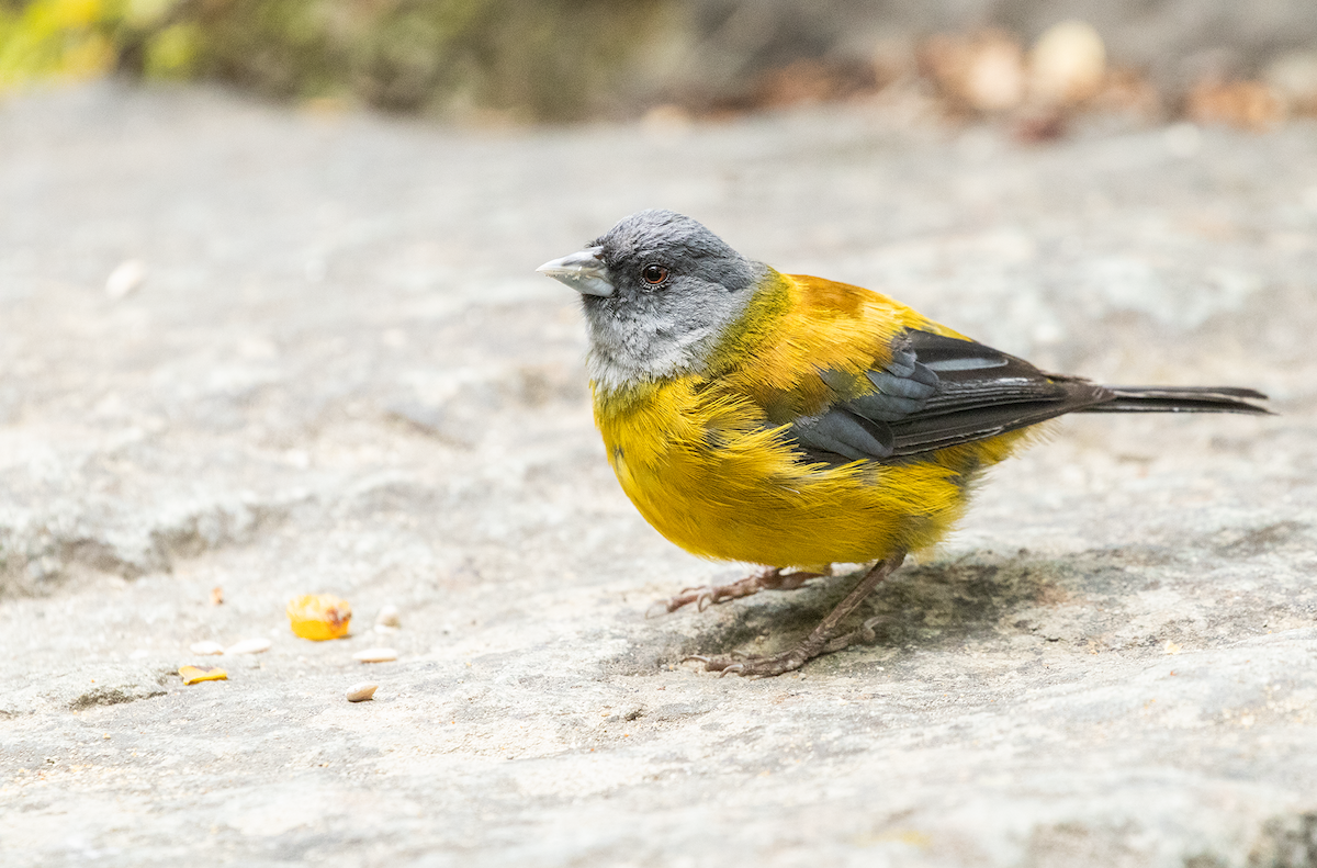 Patagonian Sierra Finch - Ernst Mutchnick