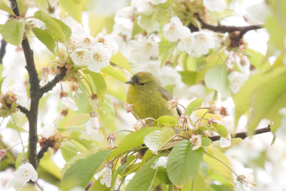 Orange-crowned Warbler - Kha Nguyen