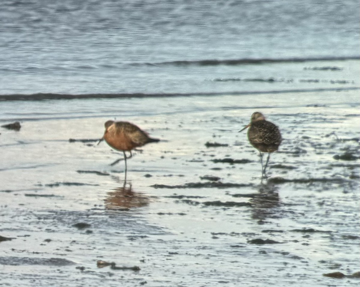 Hudsonian Godwit - ML618135269