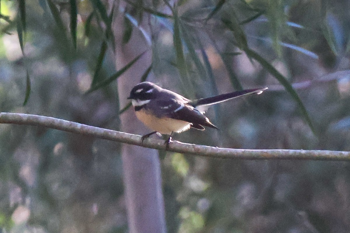 Gray Fantail - Alison Cavanagh