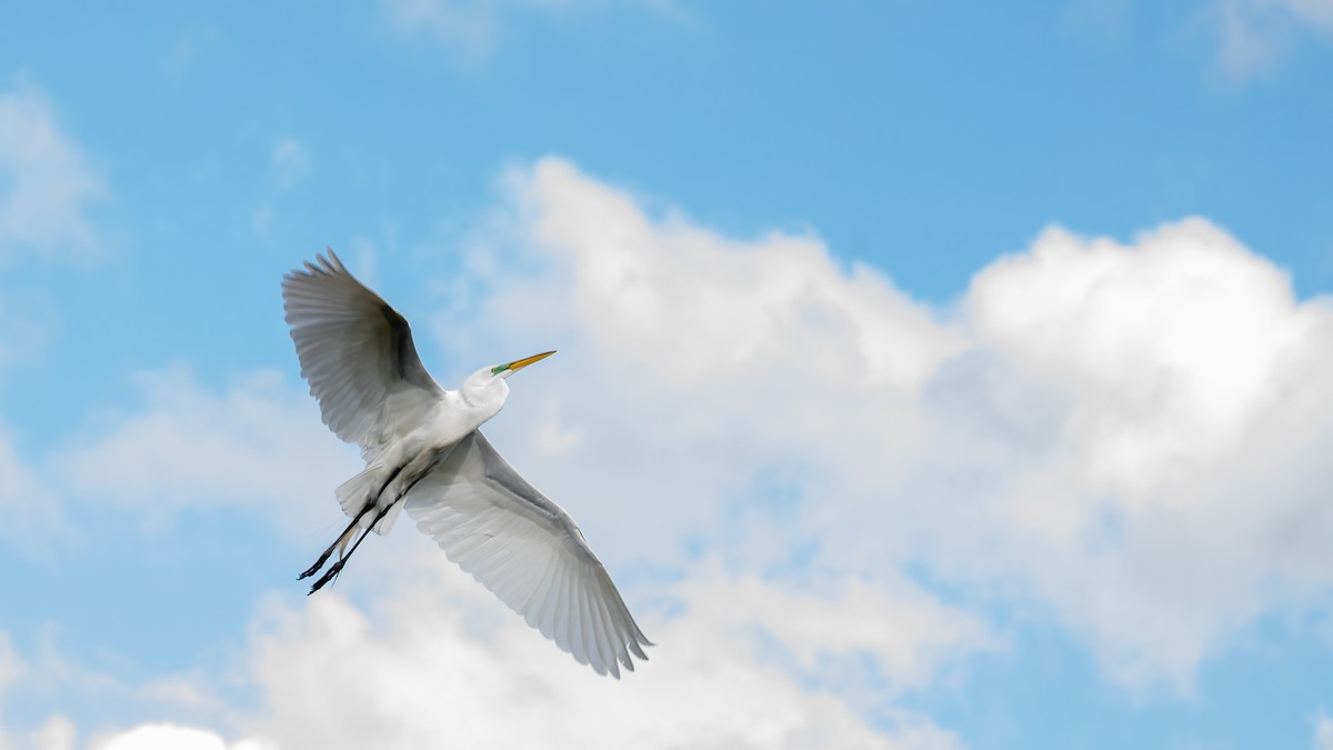 Great Egret - Ivar Husa