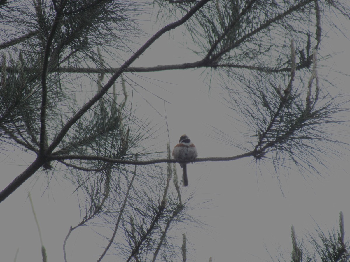 Black-throated Tit - ML618135296