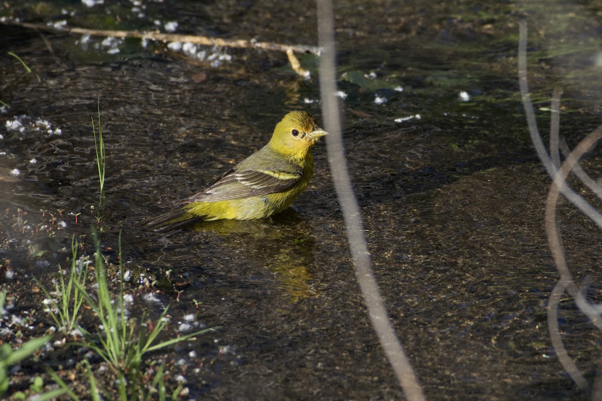 Western Tanager - Bridget Spencer