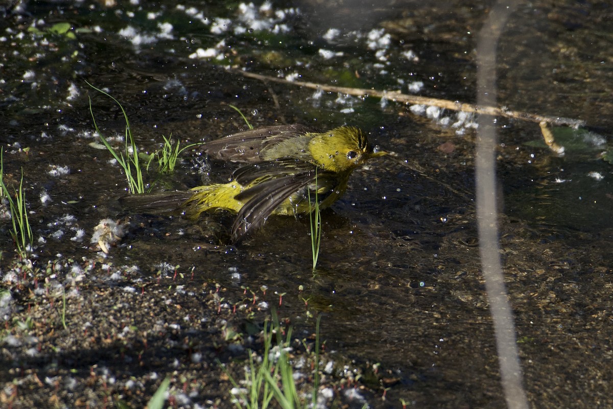 Western Tanager - Bridget Spencer